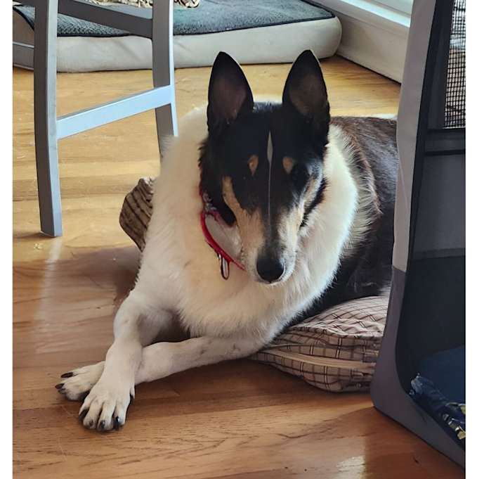 Photo of Blossom