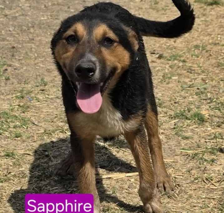 Photo of Magical Sapphire