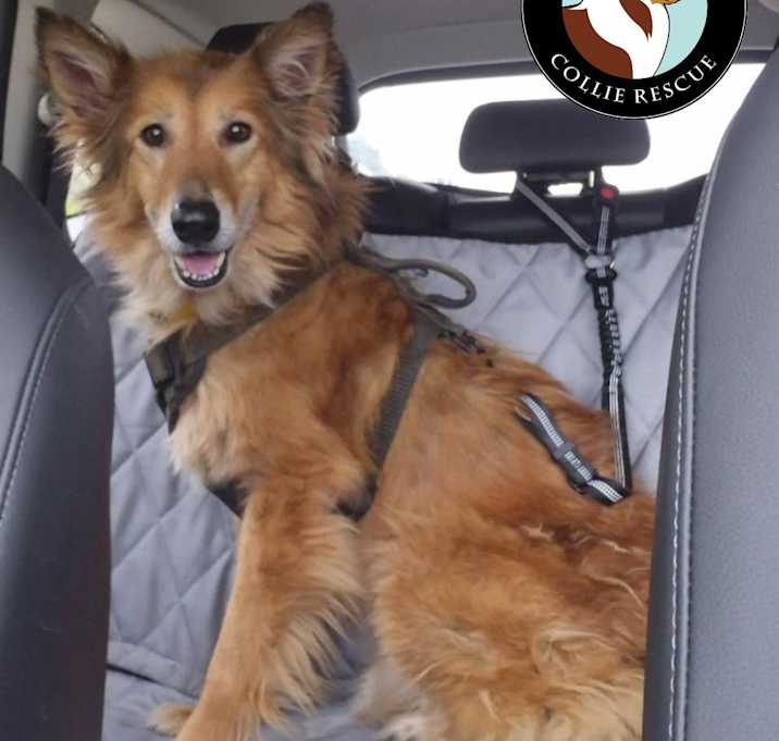 Photo of Sarge
