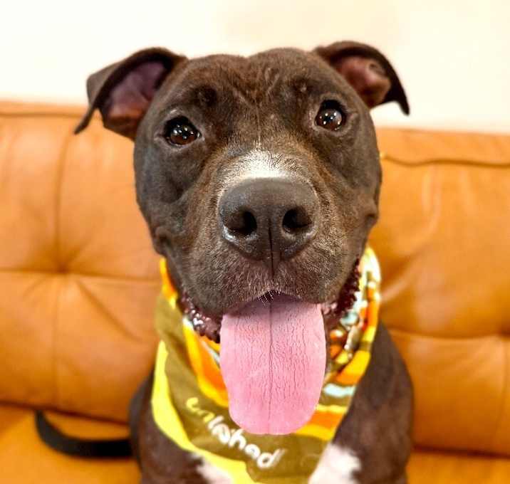 Photo of Tango Kisses is a Total Loverboi!