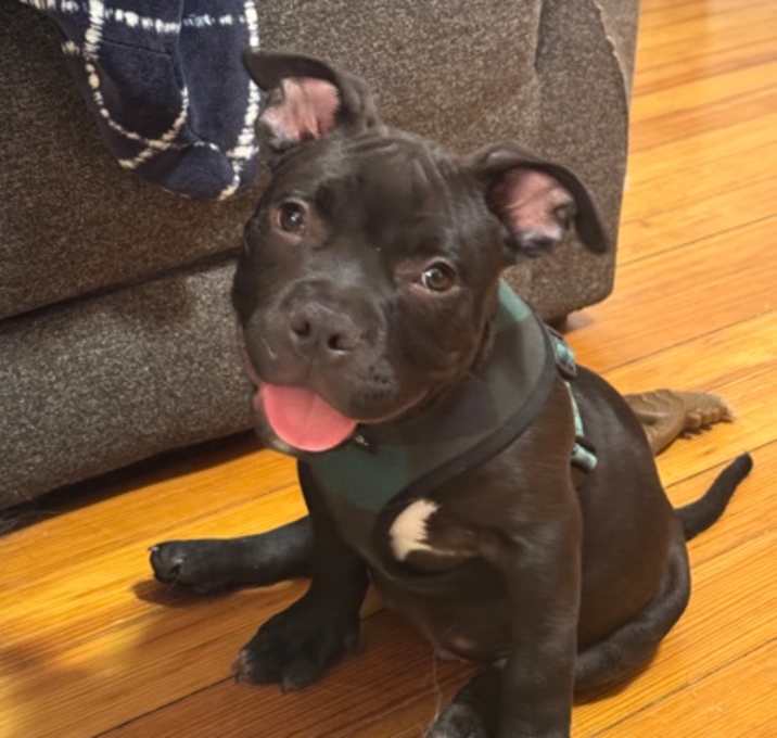 Photo of Archie
