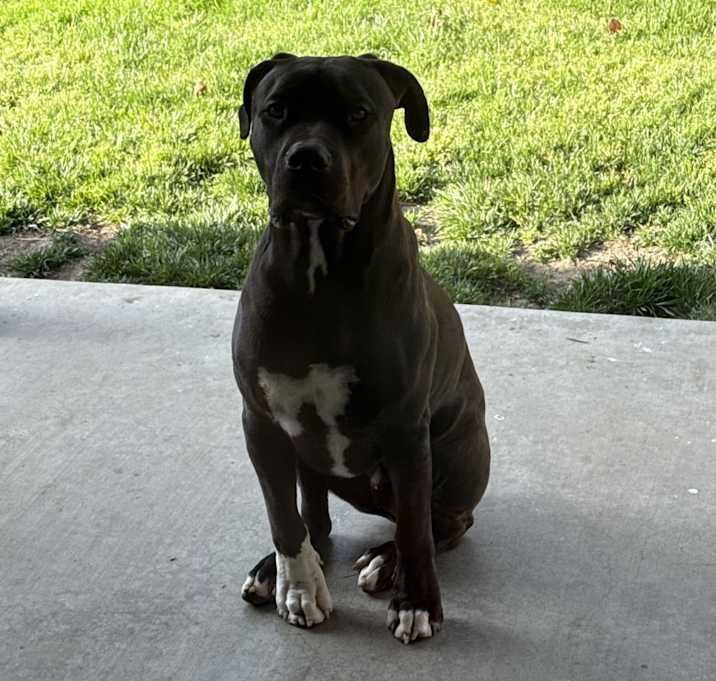 Photo of Otis