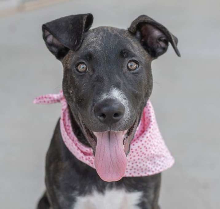 Photo of Daisy