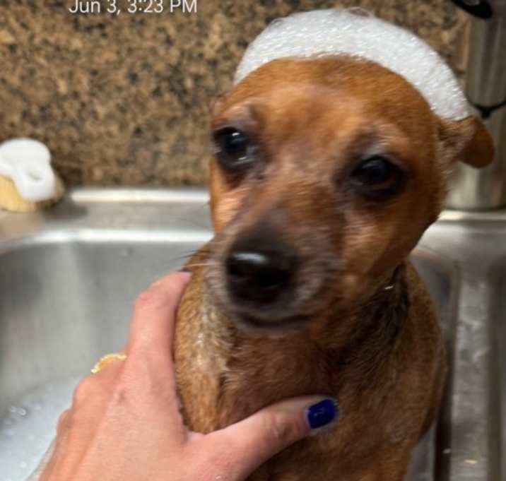 Photo of Bruiser