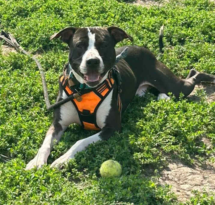 Photo of Sprout