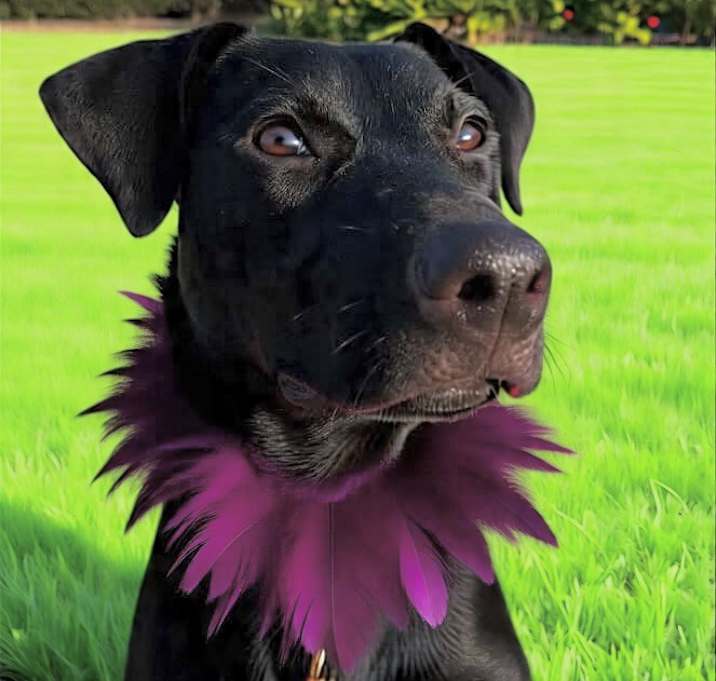 Photo of Lily