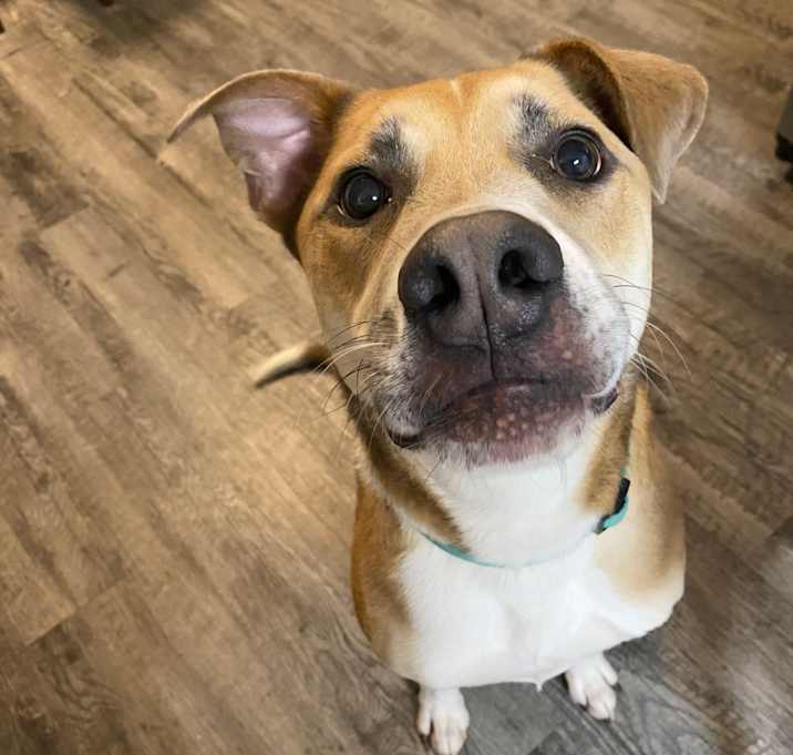 Photo of Bandit
