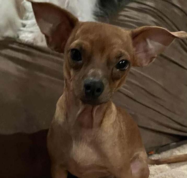 Photo of Brownie