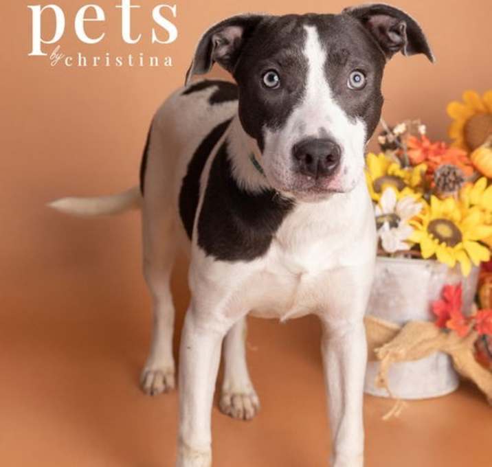 Photo of AHS Penelope