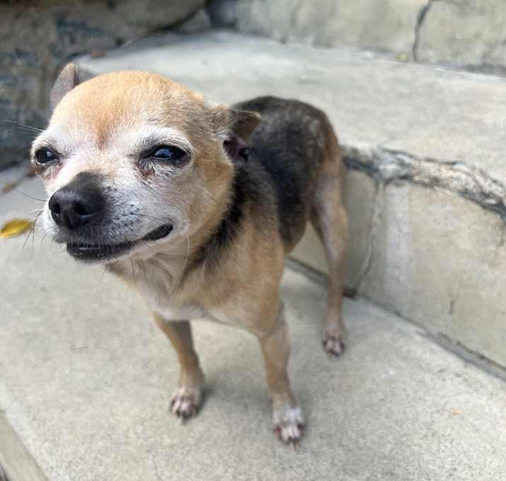 Photo of Rufus