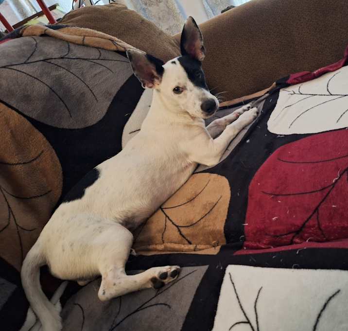Photo of Rocket