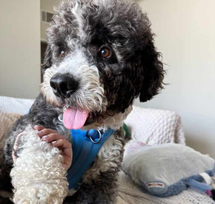 Photo of Benji