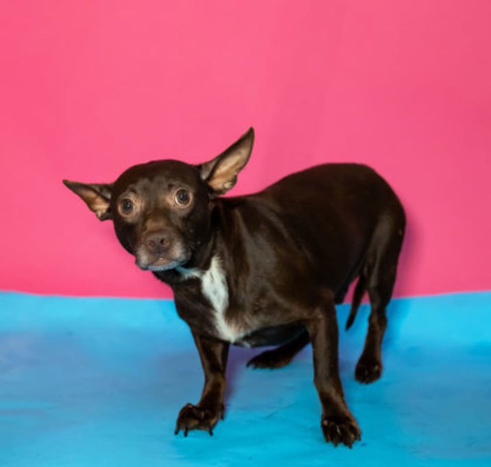 Photo of Onyx*