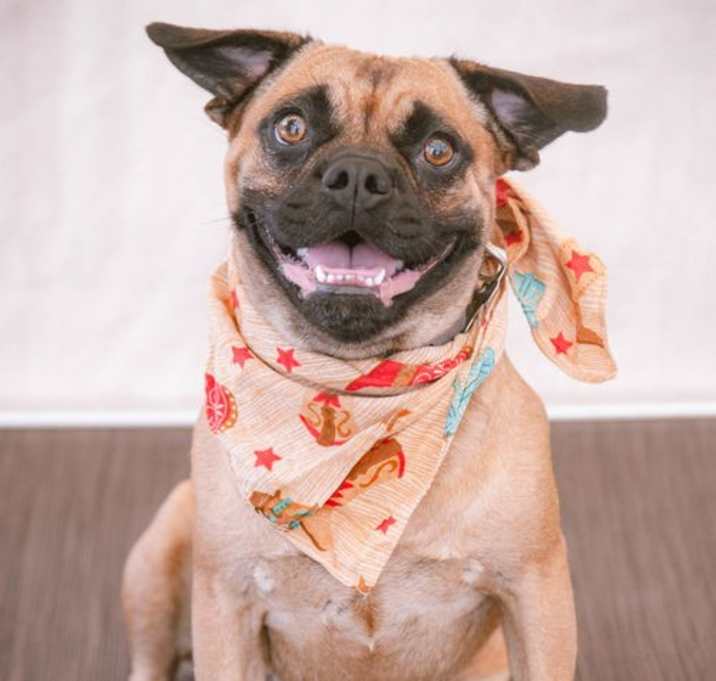 Photo of Toby