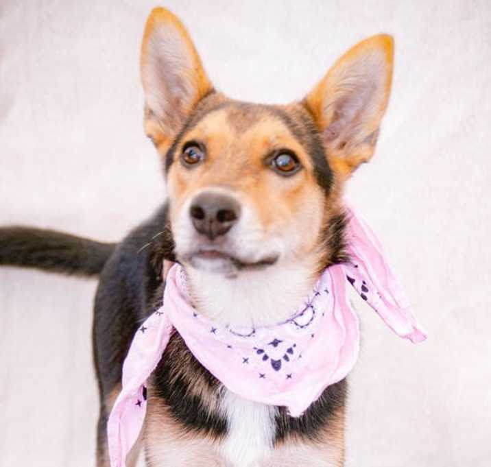 Photo of Cookie