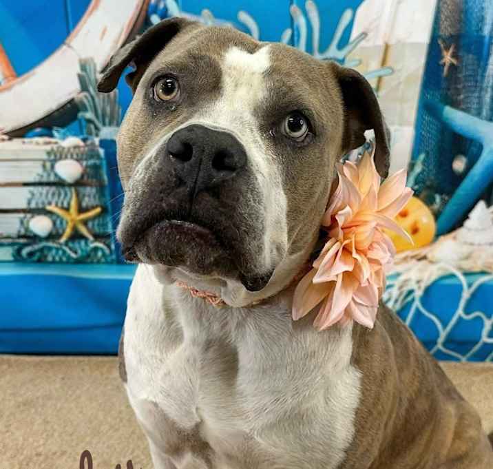 Photo of Bailey
