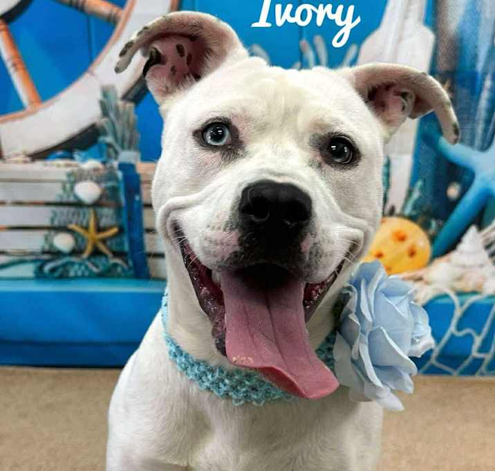 Photo of Ivory