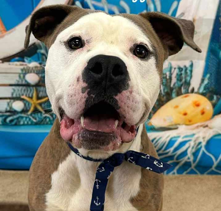 Photo of Doggie