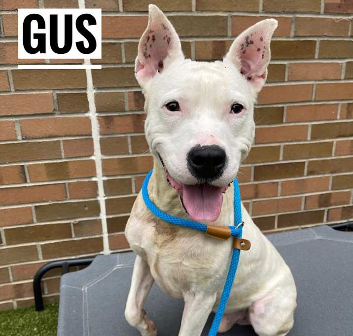 Photo of Gus
