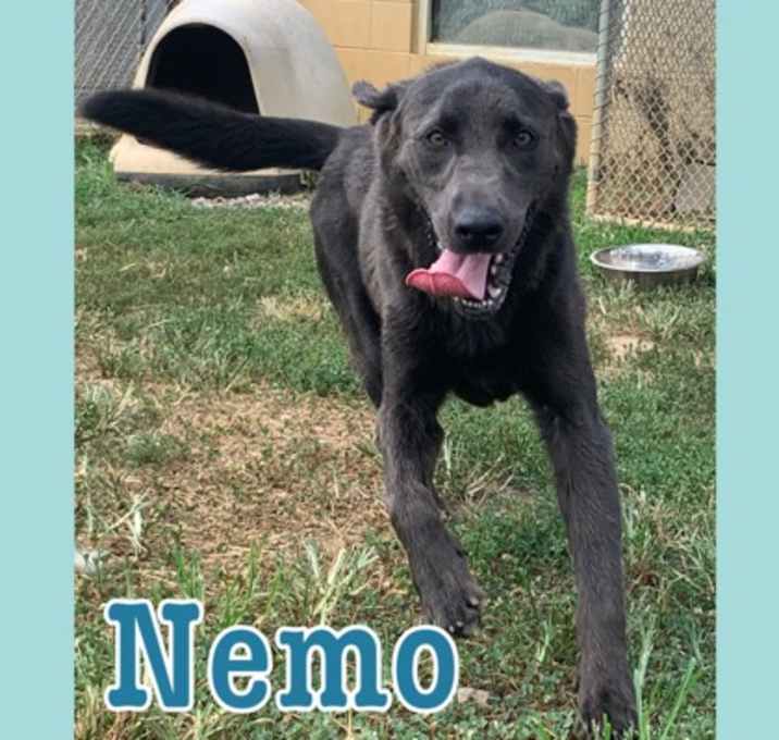 Photo of Nemo