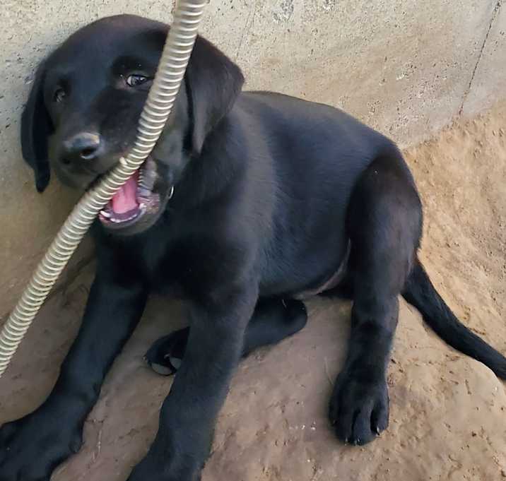 Photo of Brownie