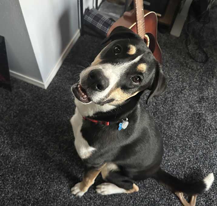 Photo of Goose