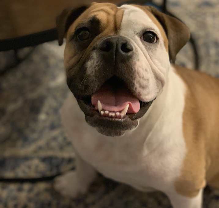 Photo of Daisy