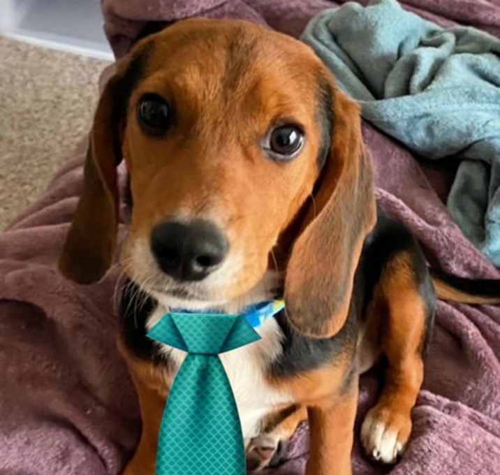 Photo of Beagle, Beagle