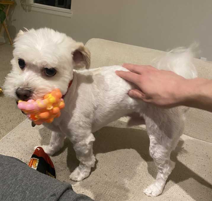 Photo of Benji