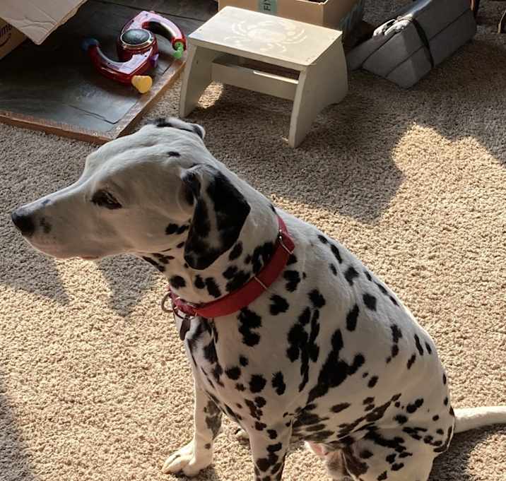 Photo of Bella