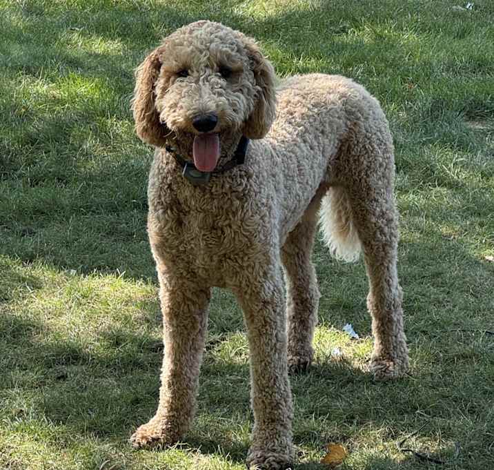 Photo of Riley