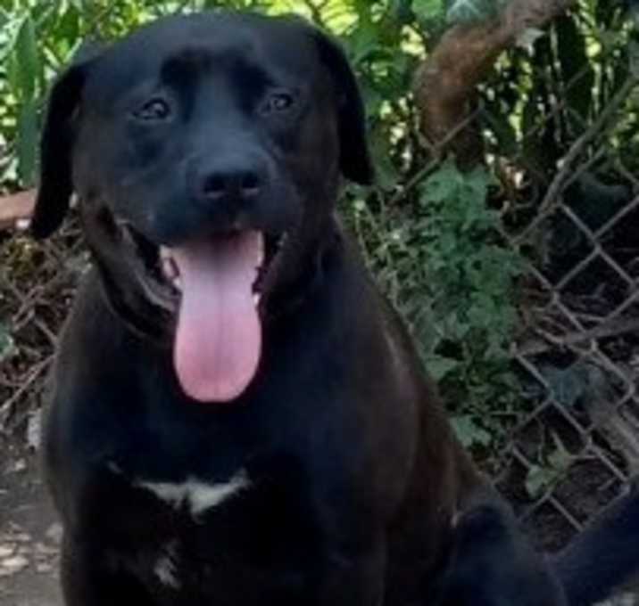 Photo of Buckeye