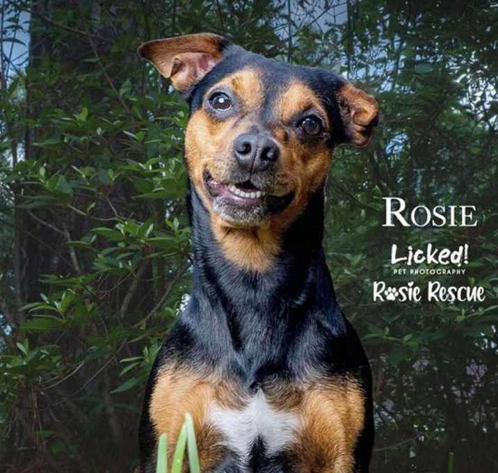 Photo of Rosie