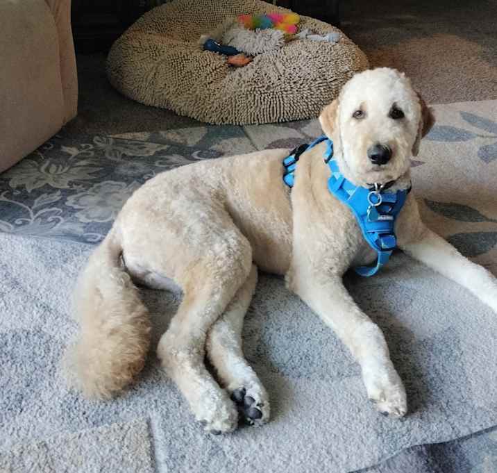 Photo of Winston