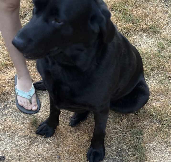 Photo of Abby