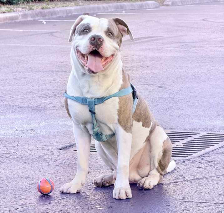 Photo of Dexter