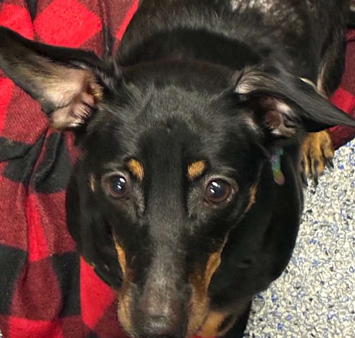 Photo of Punky