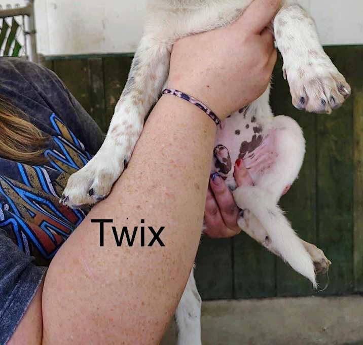 Photo of Twix