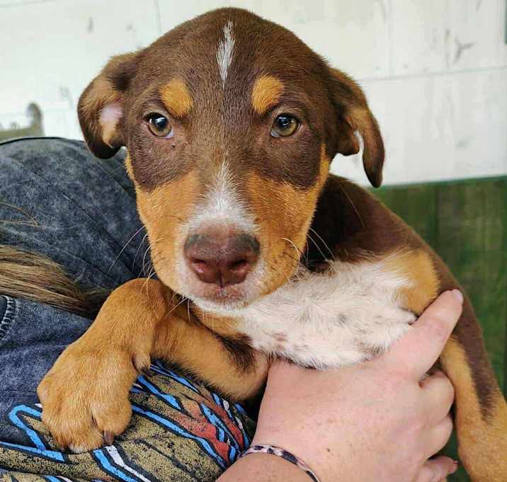 Photo of Rolo