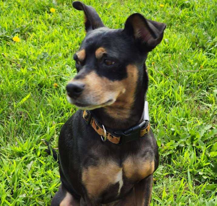 Photo of Dexter