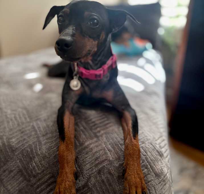 Photo of Tillie