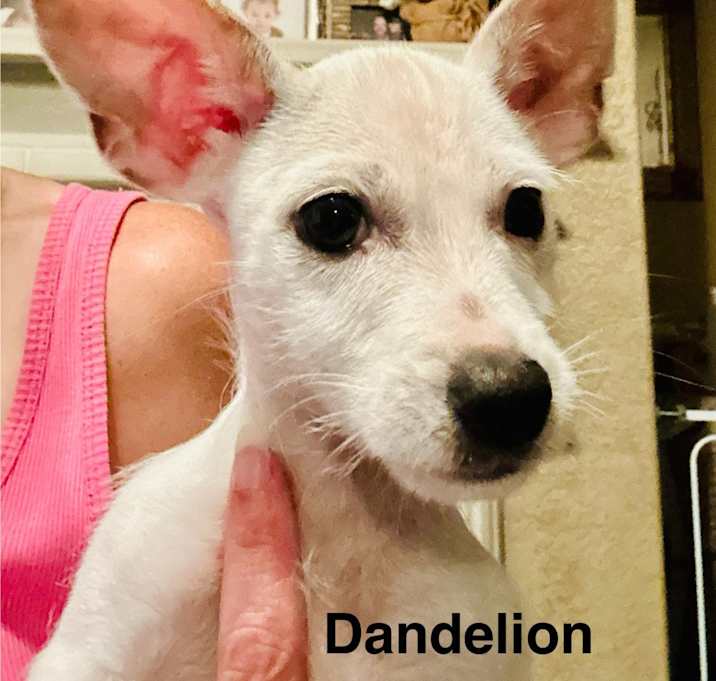 Photo of Dandelion