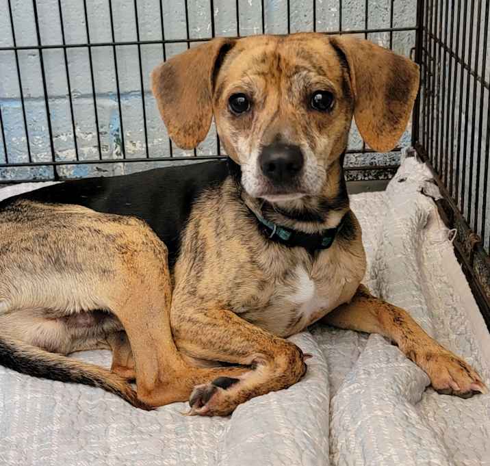 Photo of Koda (Neutered)