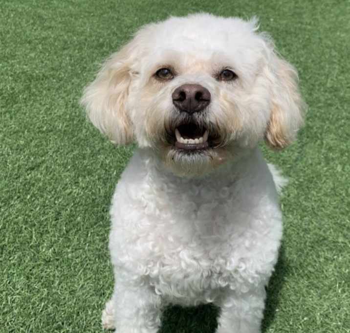 Photo of Emmett