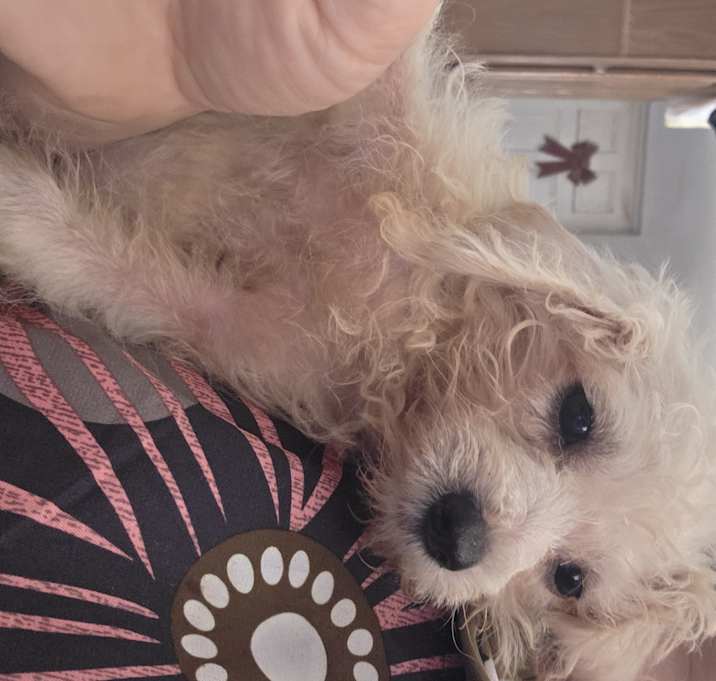 Photo of Poodle Girl