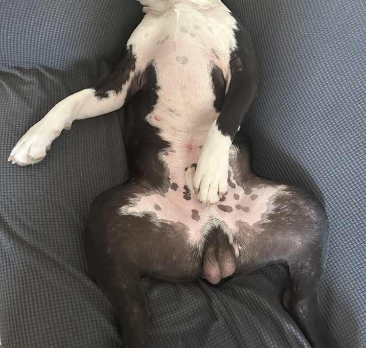 Photo of Bodee