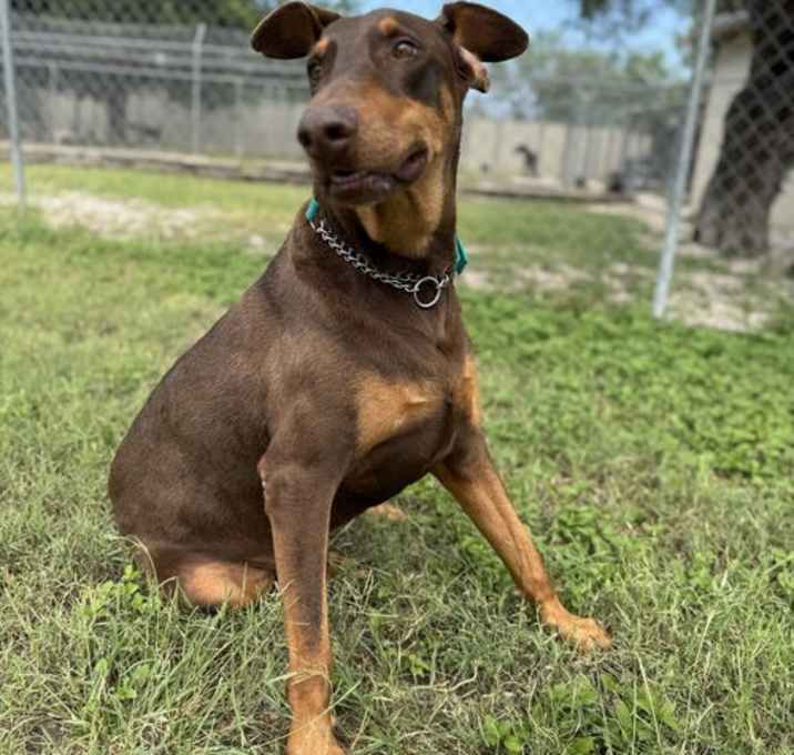 Photo of Rebel