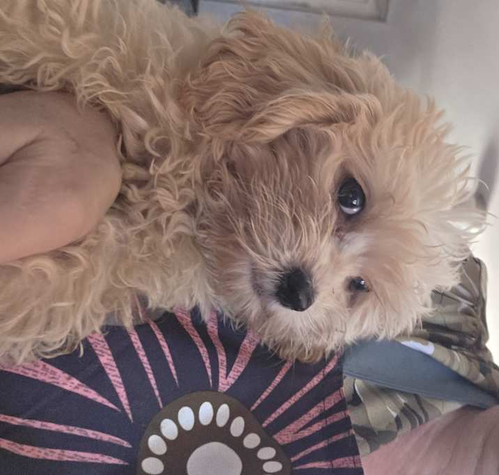 Photo of Poodle Boy