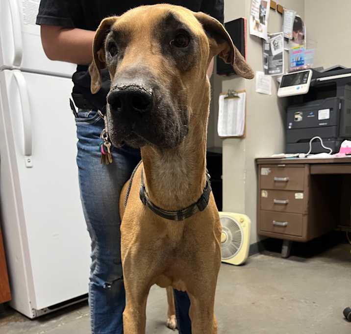 Photo of Scooby Doo