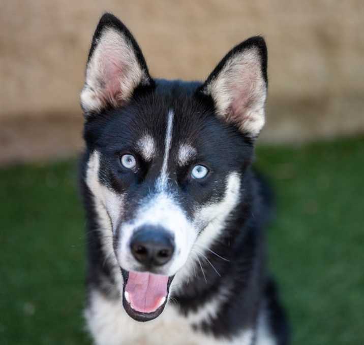 Photo of PEAR